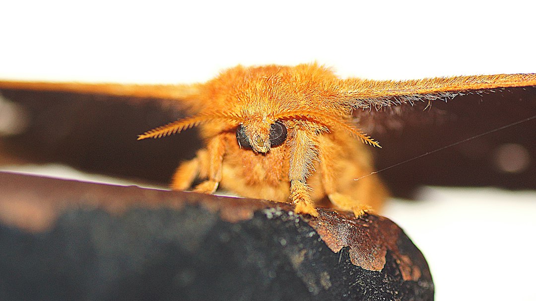 Macro view of a moth showing the fine textured covering on its body and wings