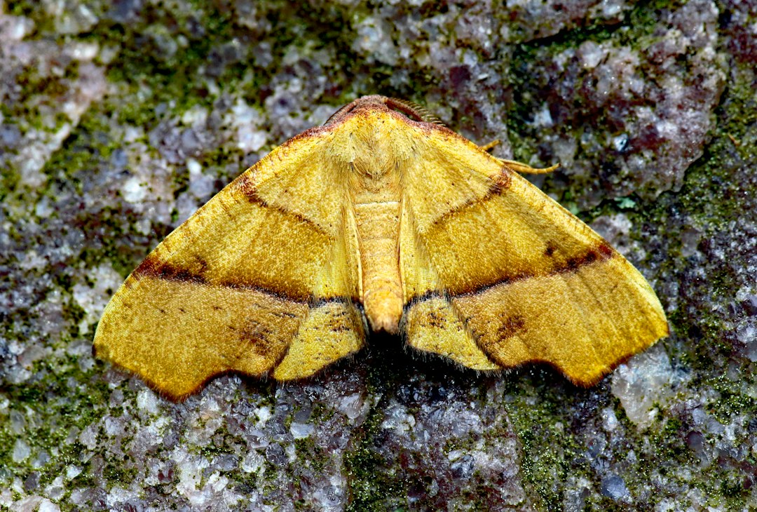 Moth resting with its patterned wings spread, showing the scale-covered wing surface