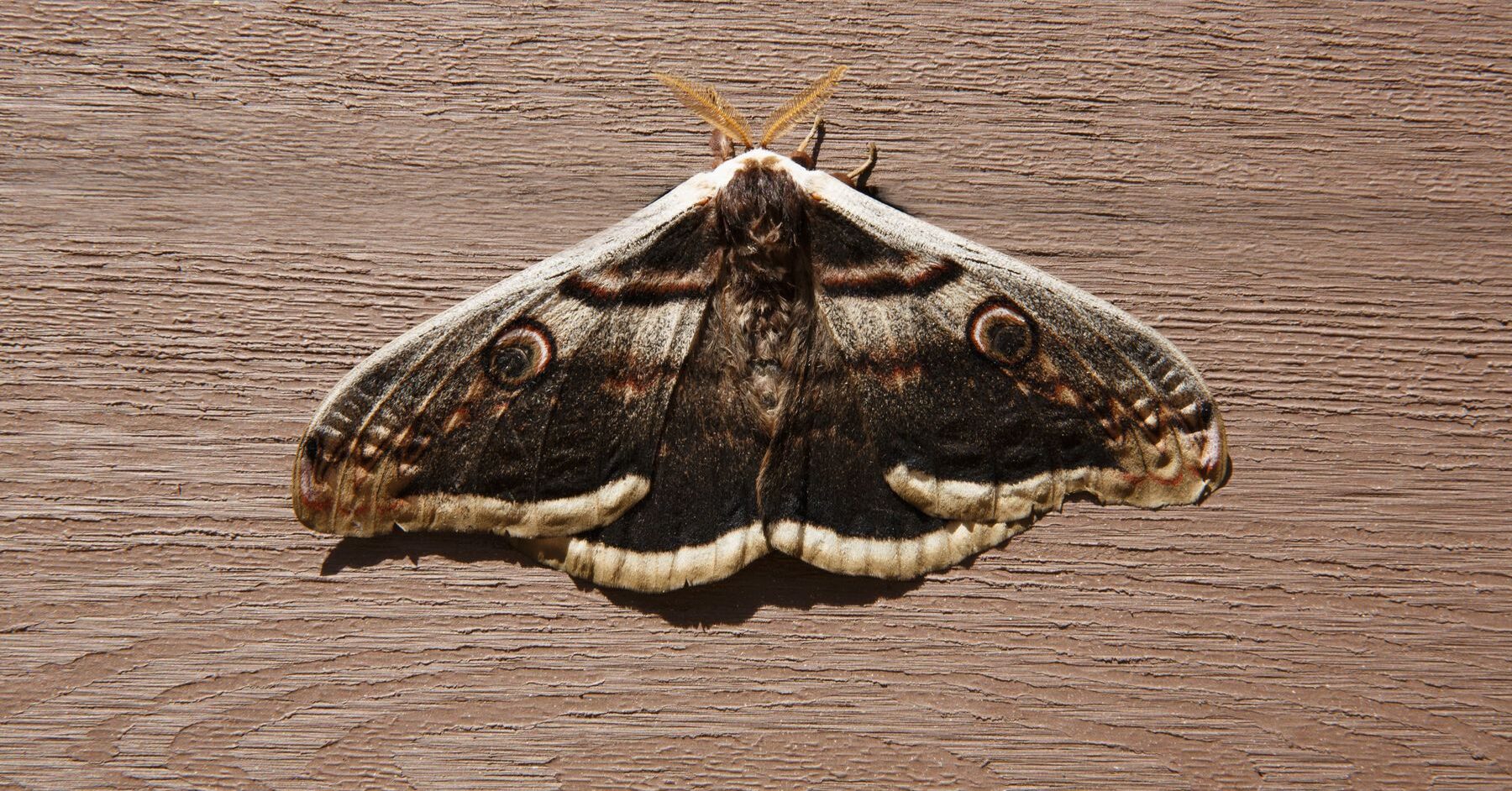 Close-up of a moth with patterned wings, illustrating the wing scales that can absorb bat ultrasound