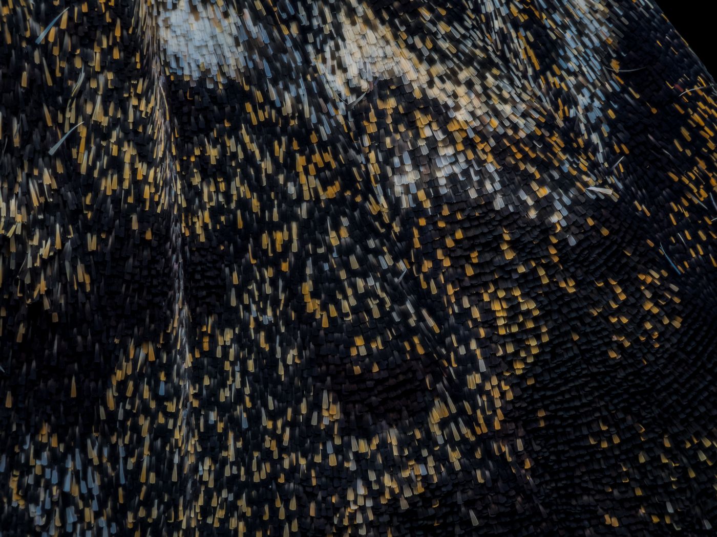 Macro photograph showing the patterned, textured scales on a moth wing